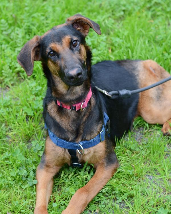 Charlotte, Adoptable, Young Female German Shepherd Dog & Doberman Pinscher.
