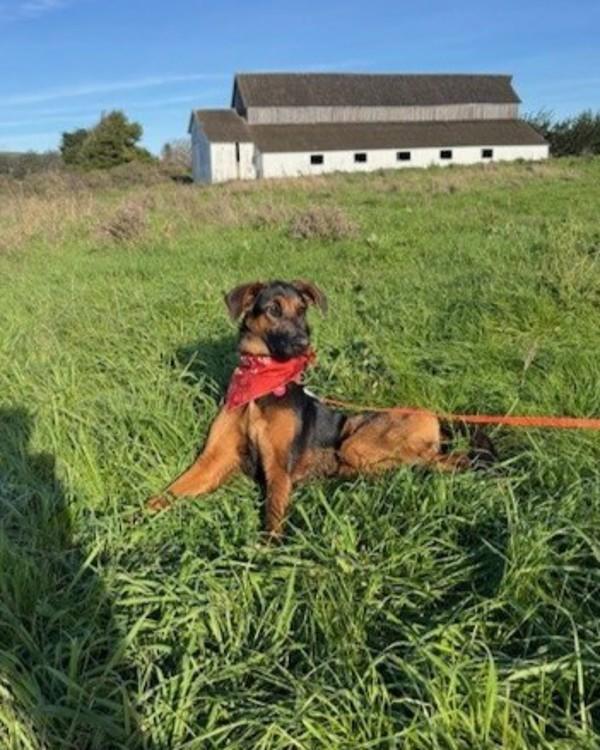 Enlarge Charlotte, a Adoptable mixed breed in Novato, CA image 2/6