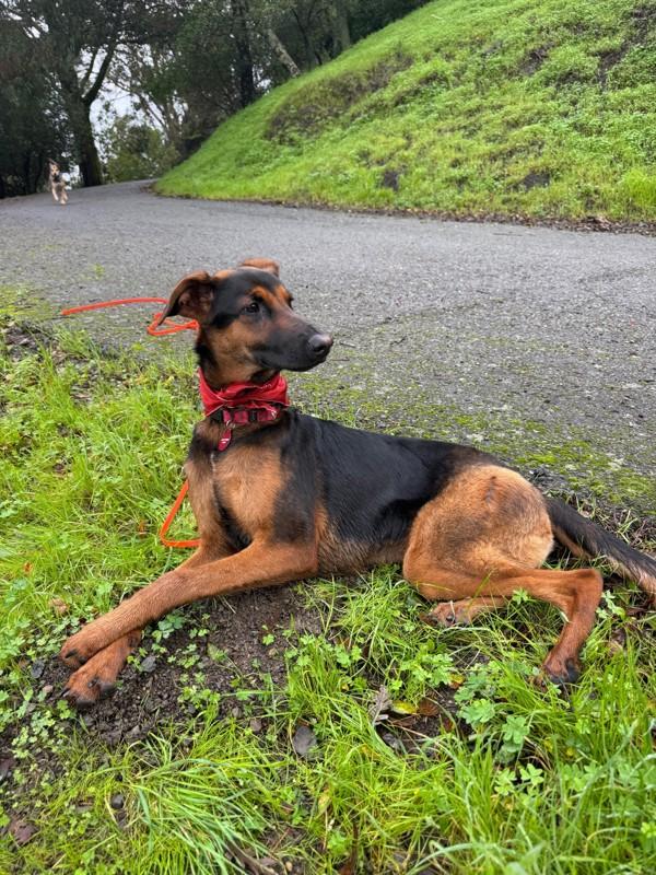 Enlarge Charlotte, a Adoptable mixed breed in Novato, CA image 3/6