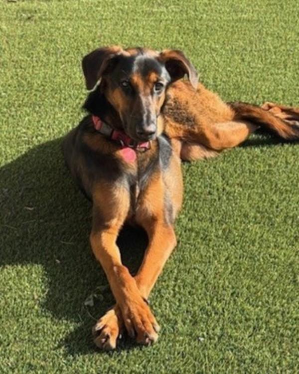 Enlarge Charlotte, a Adoptable mixed breed in Novato, CA image 4/6