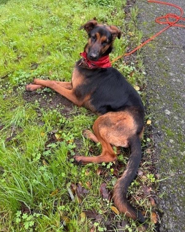 Enlarge Charlotte, a Adoptable mixed breed in Novato, CA image 5/6