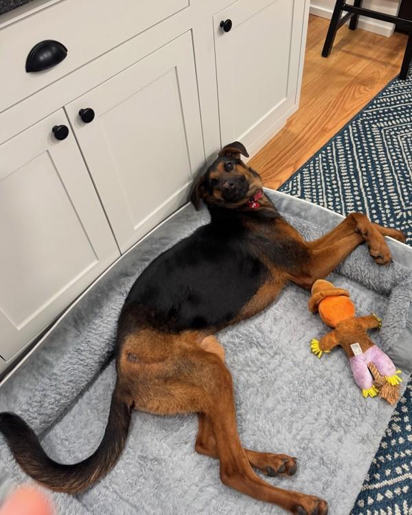 Enlarge Charlotte, a Adoptable mixed breed in Novato, CA image 6/6