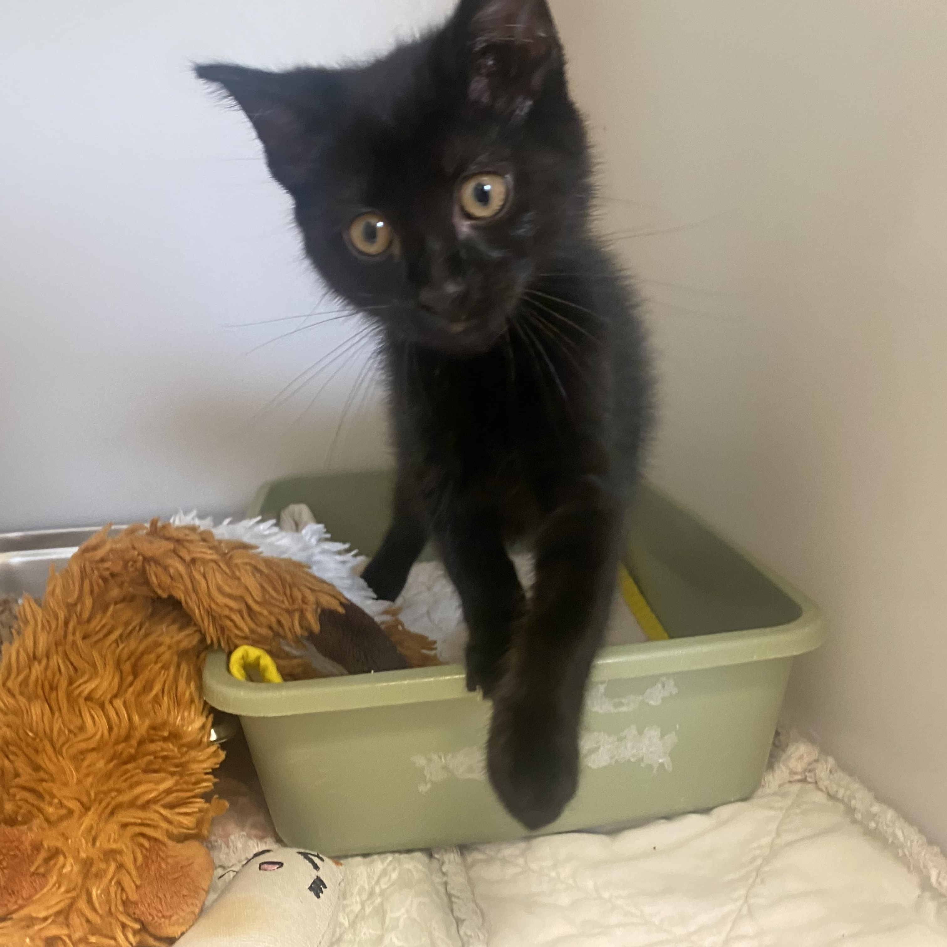 Scrappie, an adopted Domestic Short Hair in King George, VA image 4/4