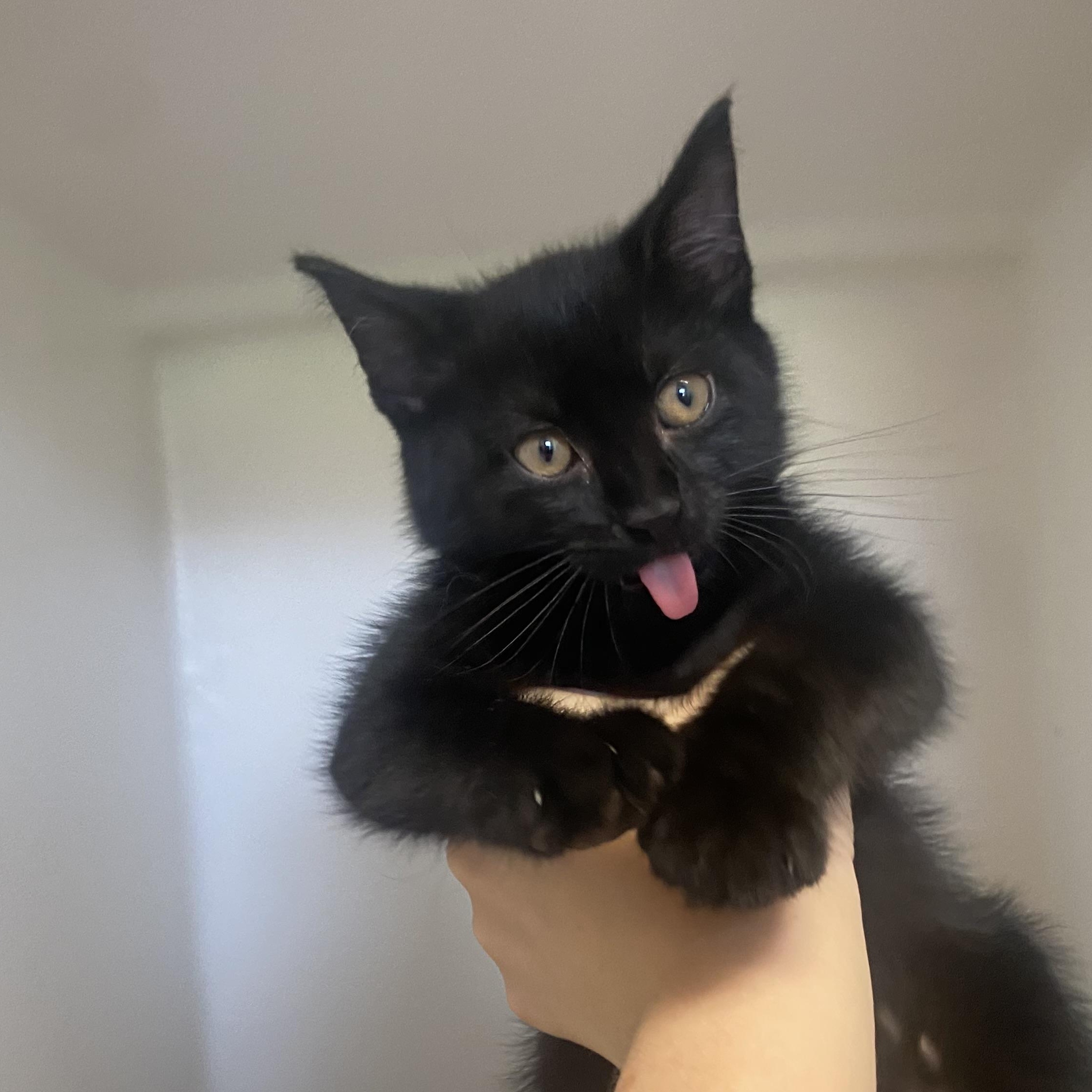 Scrappie, adopted, Kitten Female Domestic Short Hair.