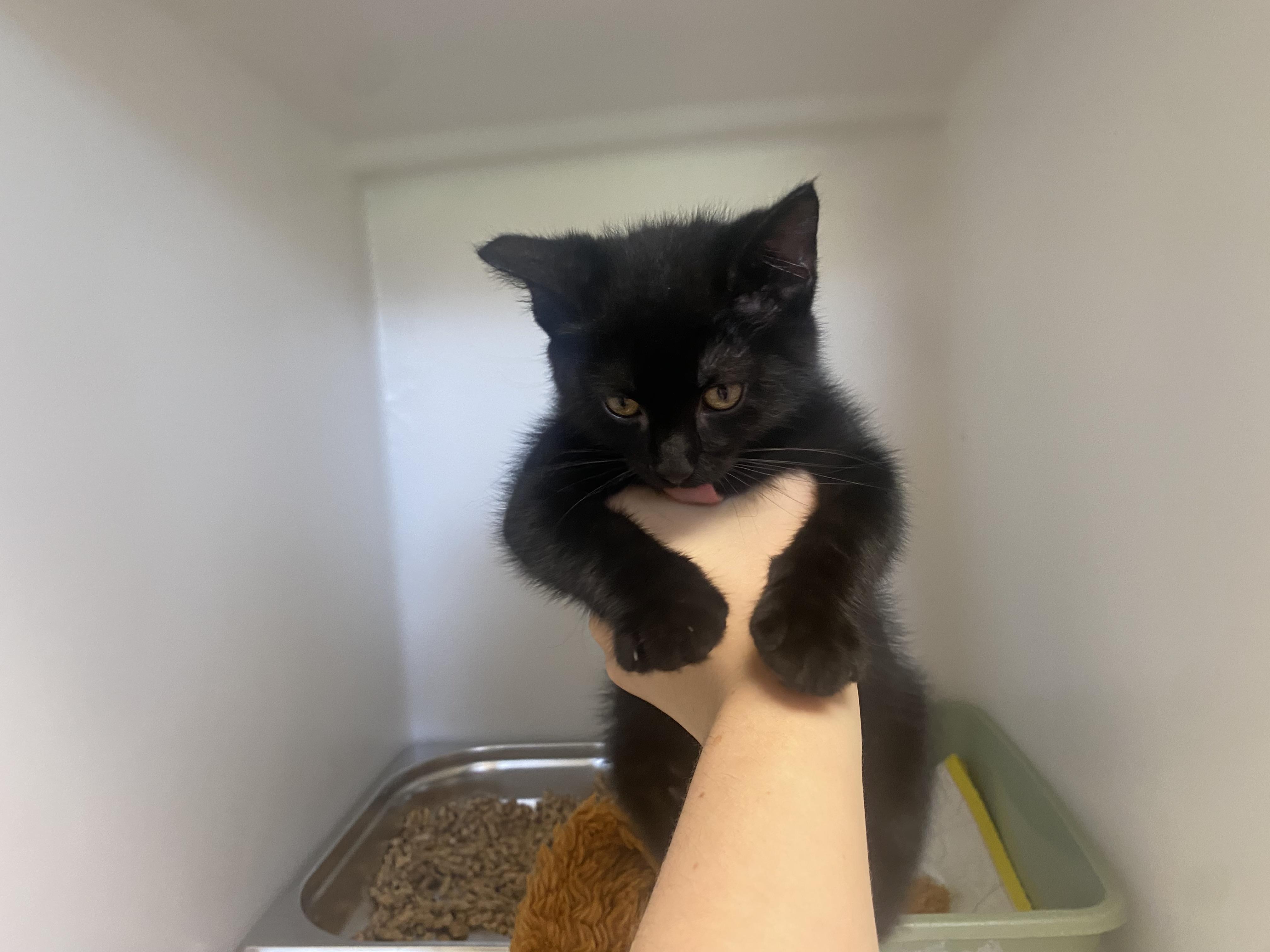 Scrappie, an adopted Domestic Short Hair in King George, VA image 2/4