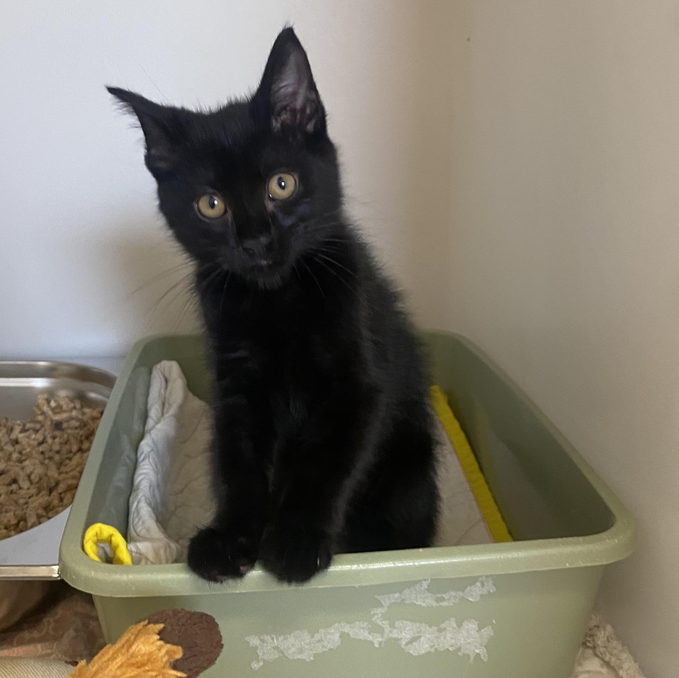 Scrappie, an adopted Domestic Short Hair in King George, VA image 3/4
