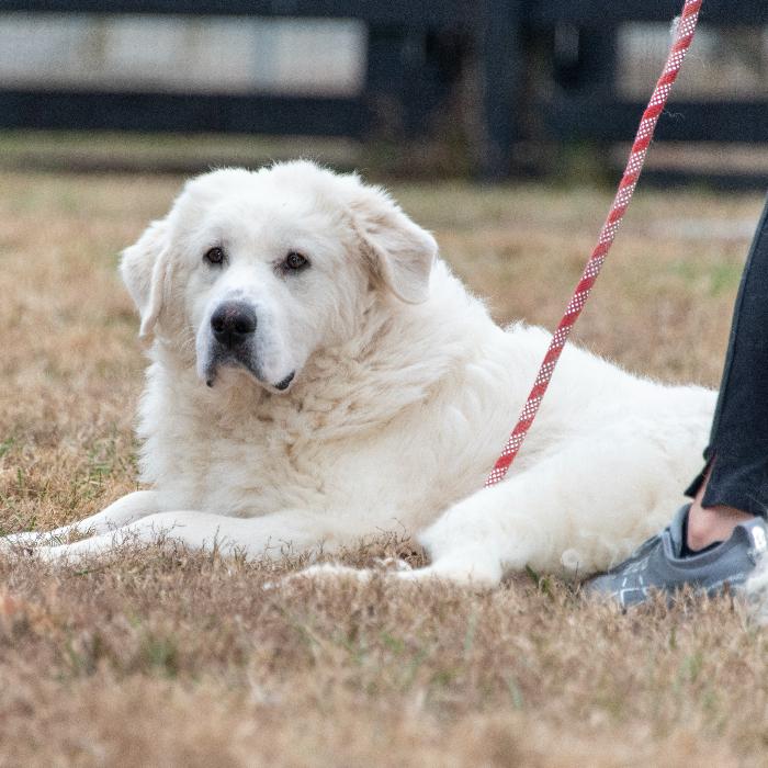 Enlarge Fred #7378, a Adoptable Great Pyrenees in Louisville, KY image 2/6