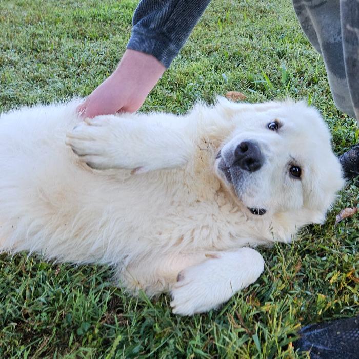 Enlarge Fred #7378, a Adoptable Great Pyrenees in Louisville, KY image 3/6