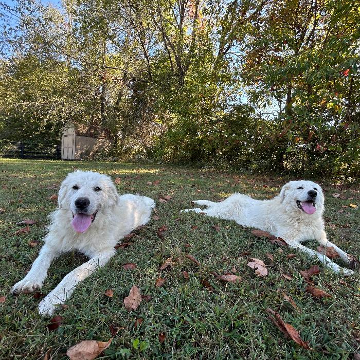 Fred #7378, Adoptable, Puppy Male Great Pyrenees.