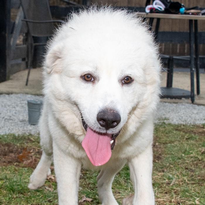 Enlarge Fred #7378, a Adoptable Great Pyrenees in Louisville, KY image 3/6