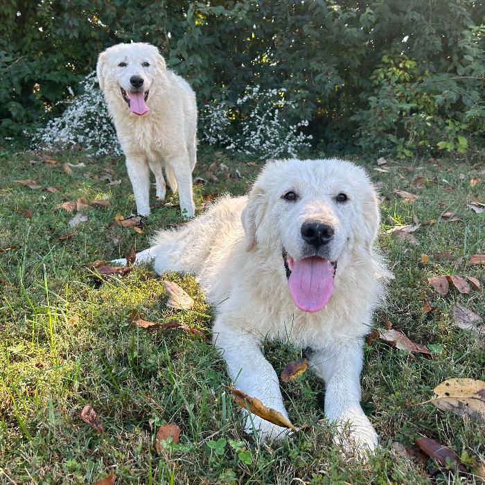 Fred #7378, a Adoptable Great Pyrenees in Louisville, KY image 2/6