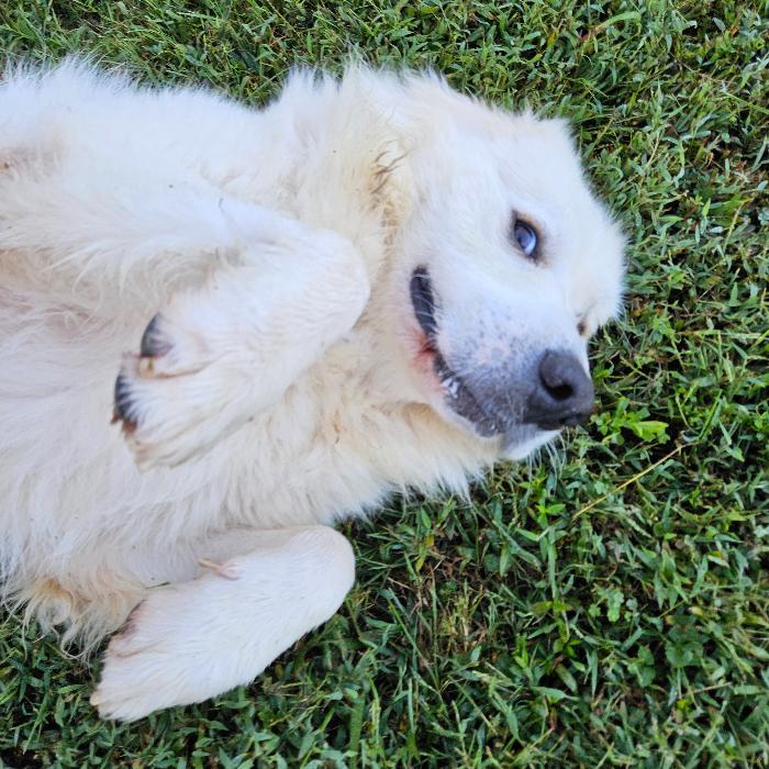 Enlarge Fred #7378, a Adoptable Great Pyrenees in Louisville, KY image 4/6