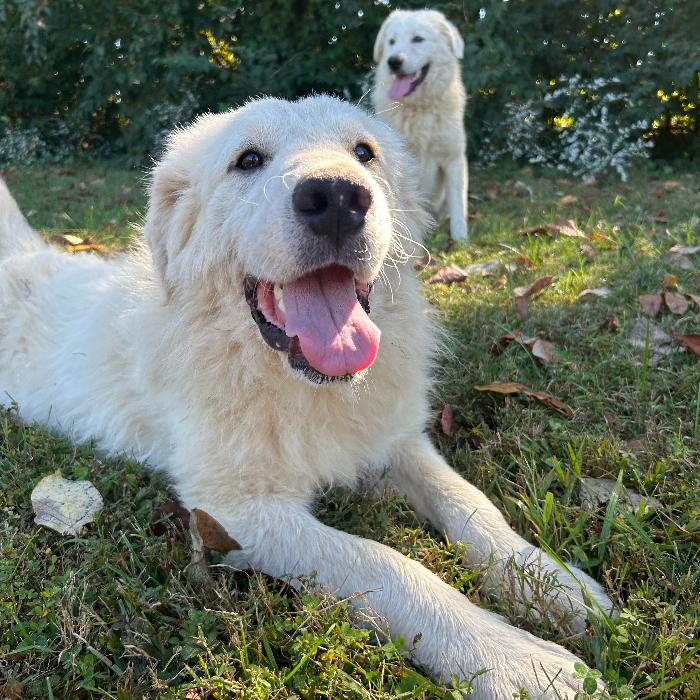 Fred #7378, a Adoptable Great Pyrenees in Louisville, KY image 3/6