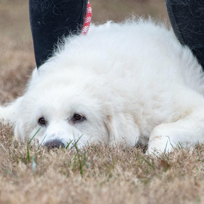 Enlarge Fred #7378, a Adoptable Great Pyrenees in Louisville, KY image 4/6