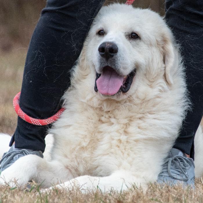 Enlarge Fred #7378, a Adoptable Great Pyrenees in Louisville, KY image 5/6