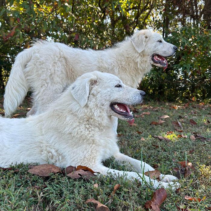 Fred #7378, a Adoptable Great Pyrenees in Louisville, KY image 4/6