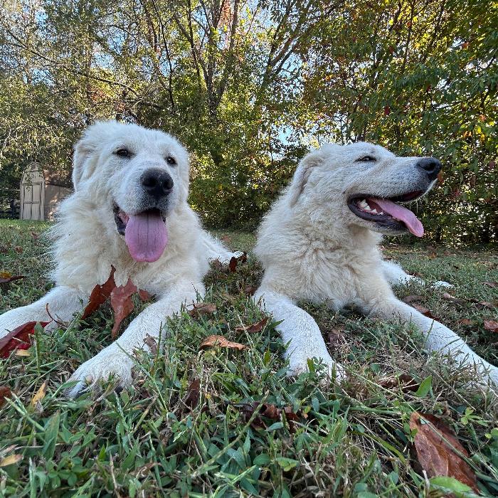 Fred #7378, a Adoptable Great Pyrenees in Louisville, KY image 5/6