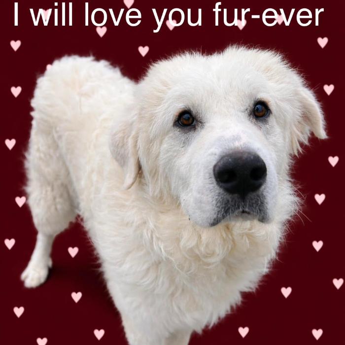 Enlarge Fred #7378, a Adoptable Great Pyrenees in Louisville, KY image 6/6