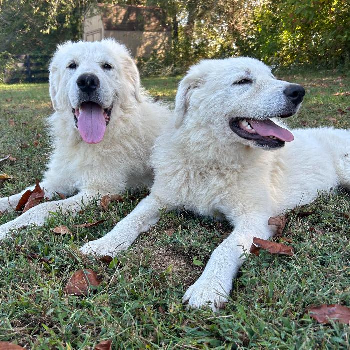 Fred #7378, a Adoptable Great Pyrenees in Louisville, KY image 6/6