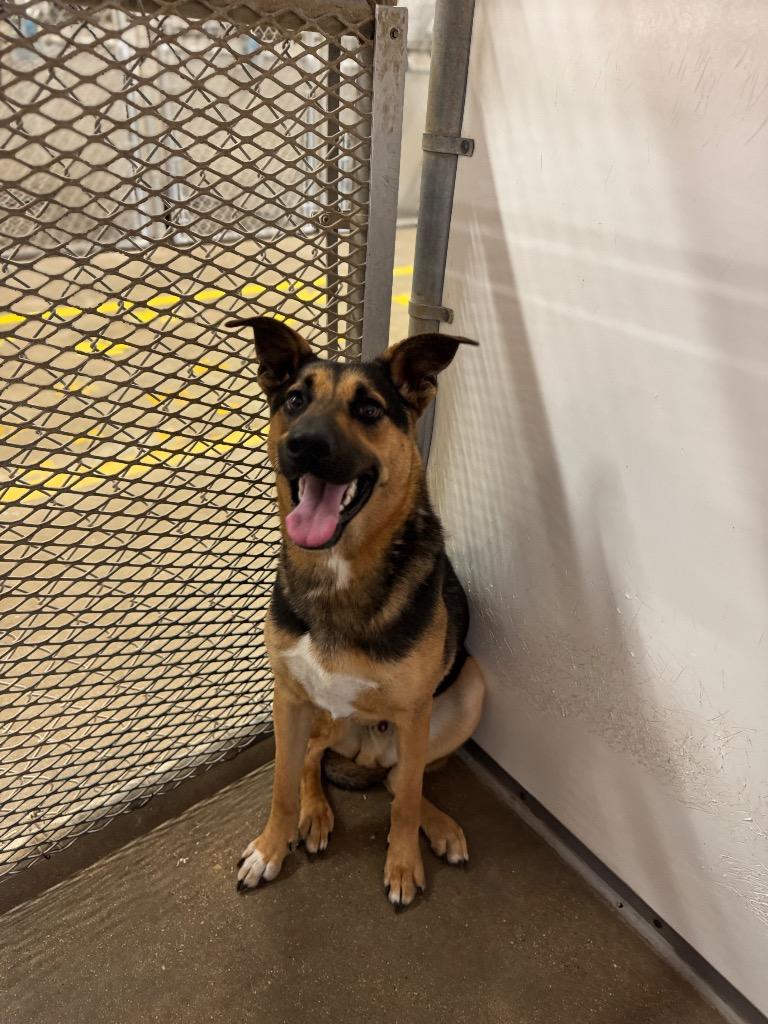 Tanker, a Adopted mixed breed in Belton, TX image 1/2