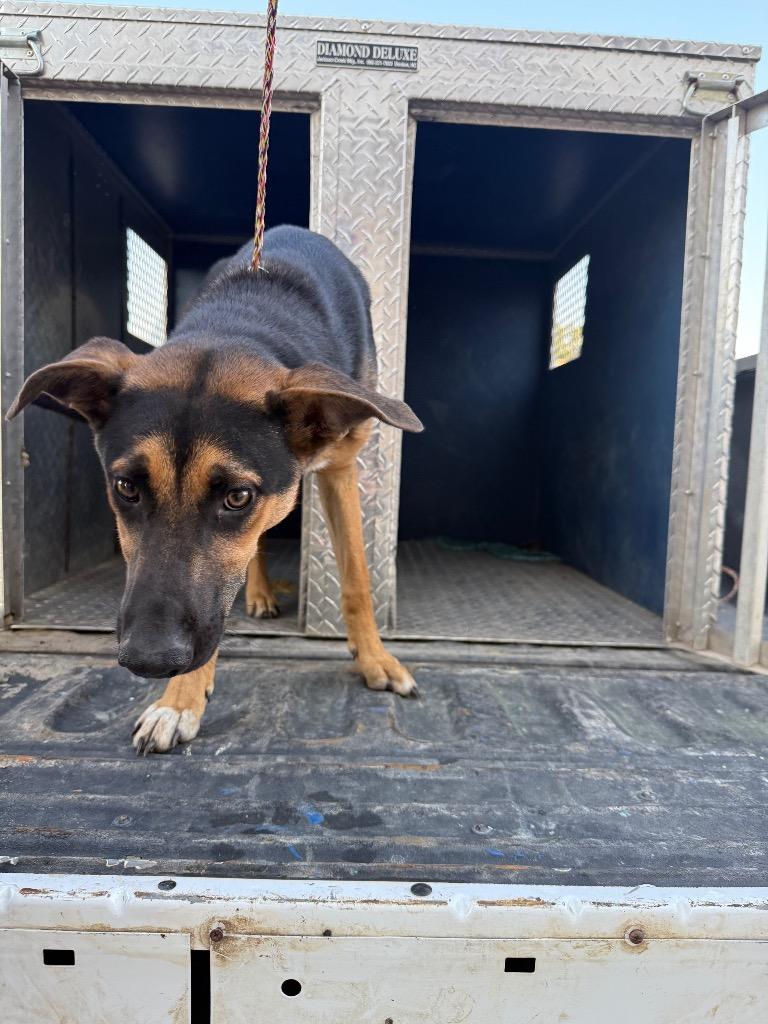 Tanker, a Adopted mixed breed in Belton, TX image 2/2