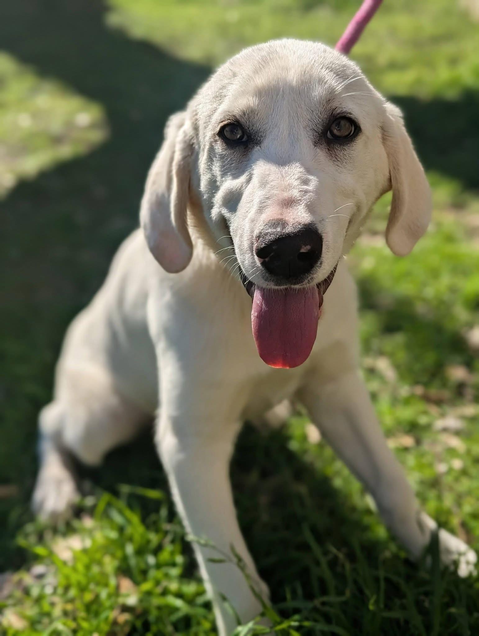 Enlarge Lawson , a ADOPTABLE mixed breed in Mendham, NJ image 2/5