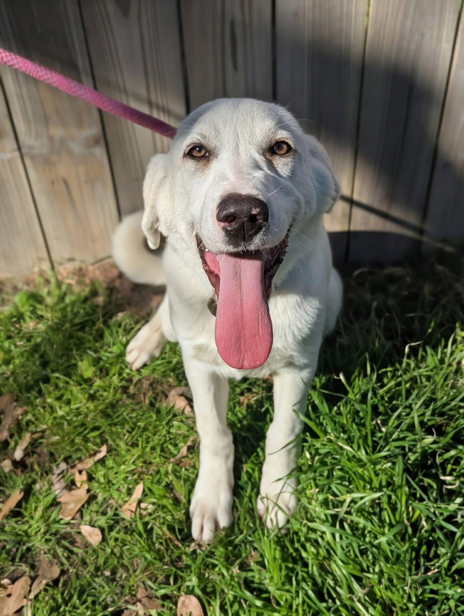 Enlarge Lawson , a ADOPTABLE mixed breed in Mendham, NJ image 3/5
