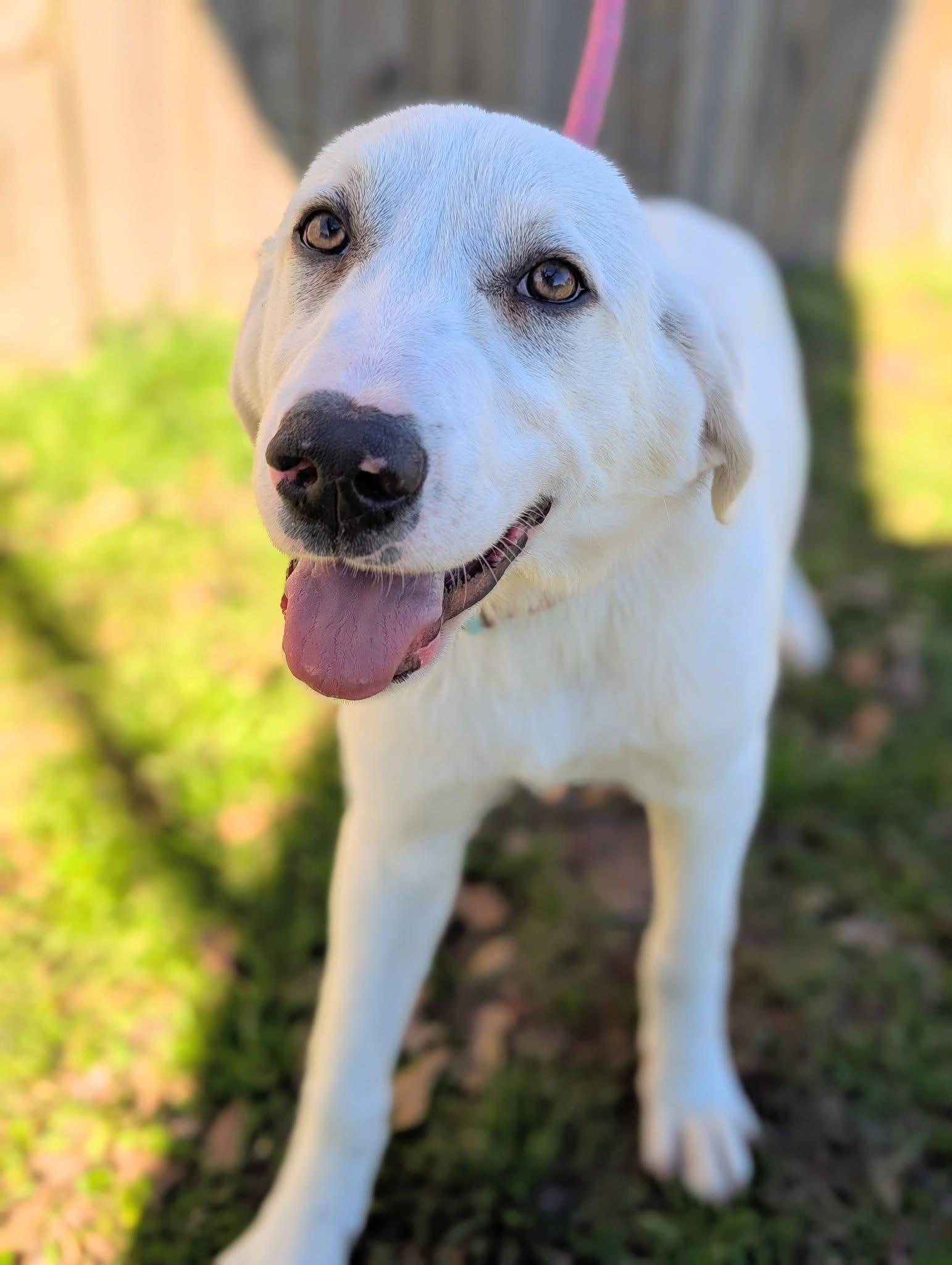 Enlarge Lawson , a ADOPTABLE mixed breed in Mendham, NJ image 1/5