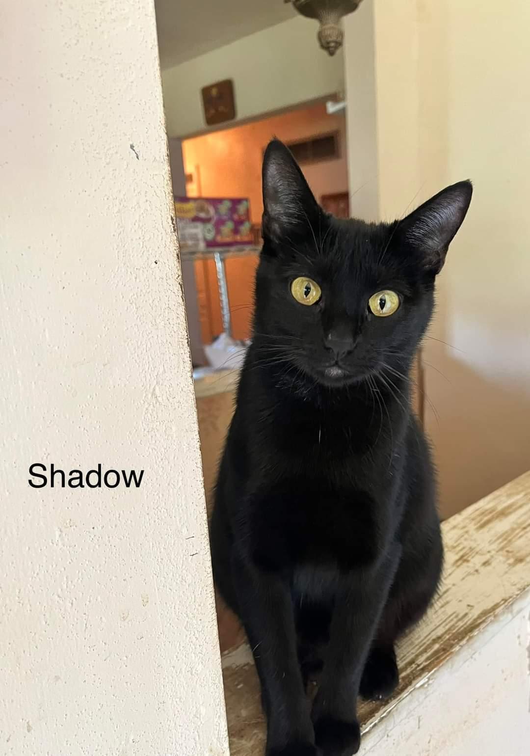 Shadow, Adopted, Young Female Domestic Short Hair.