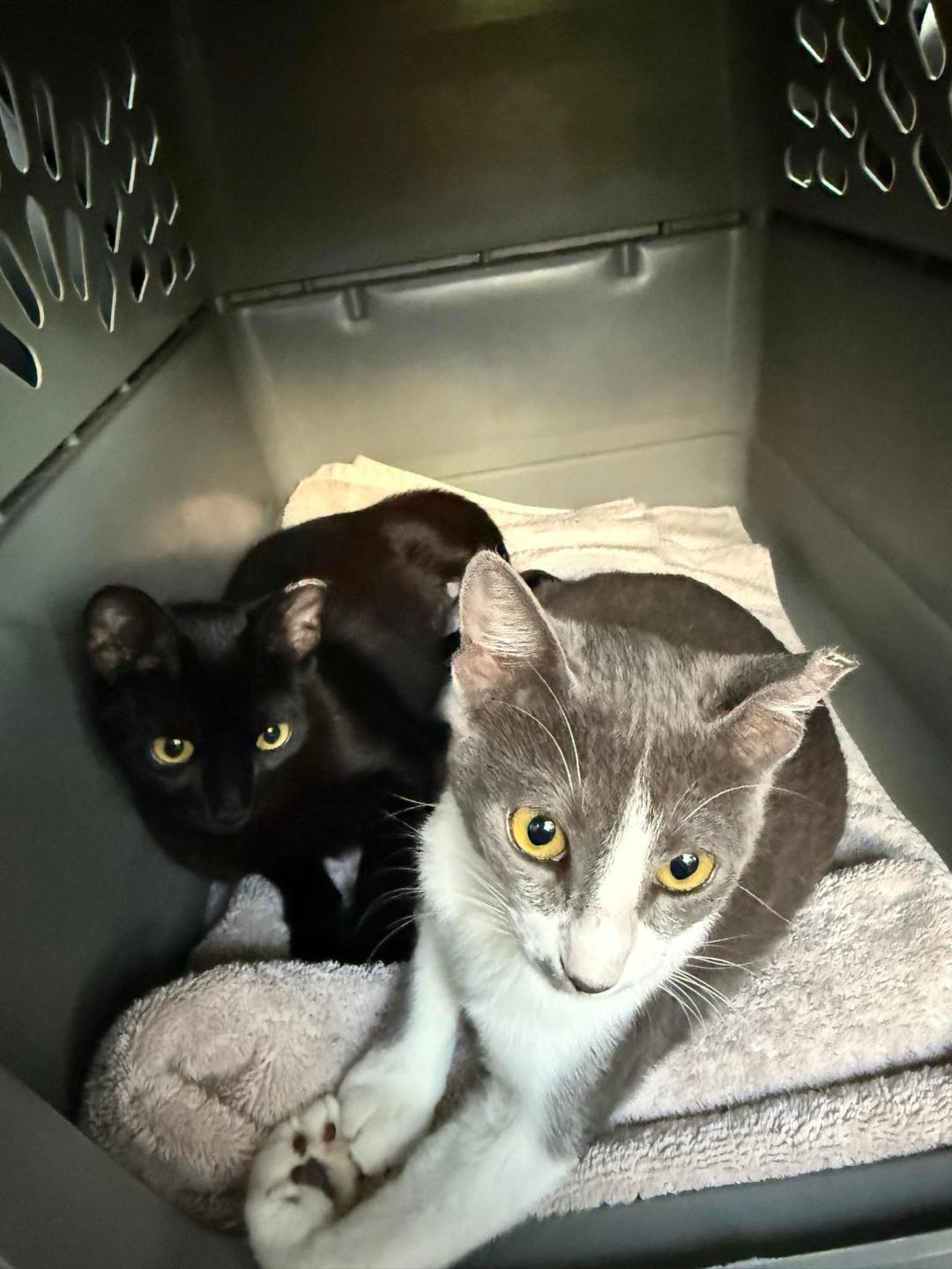 Enlarge Daysha WA13937-T, a Adoptable mixed breed in Bellevue, WA image 3/3