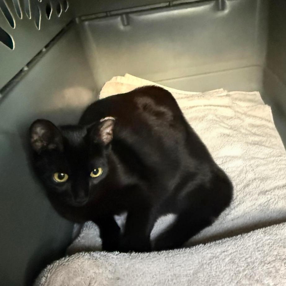 Daysha WA13937-T, Adoptable, Adult Female Domestic Short Hair.