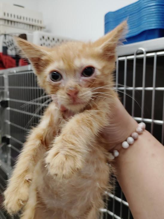 Enlarge Stream, a Adoptable mixed breed in Republic, MO image 1/1