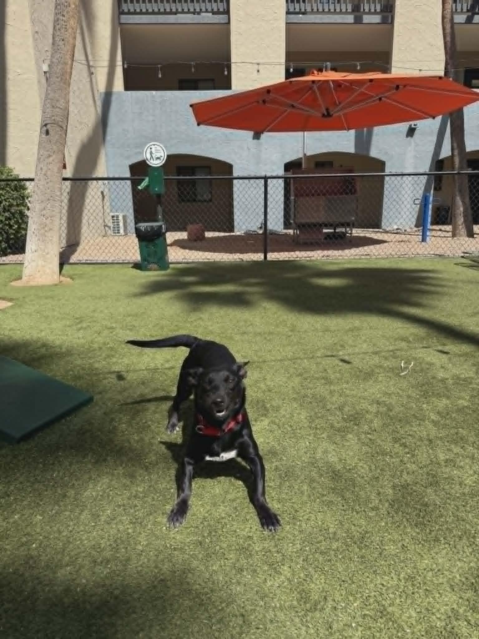 Enlarge Sade, an adopted mixed breed in Phoenix, AZ image 5/6