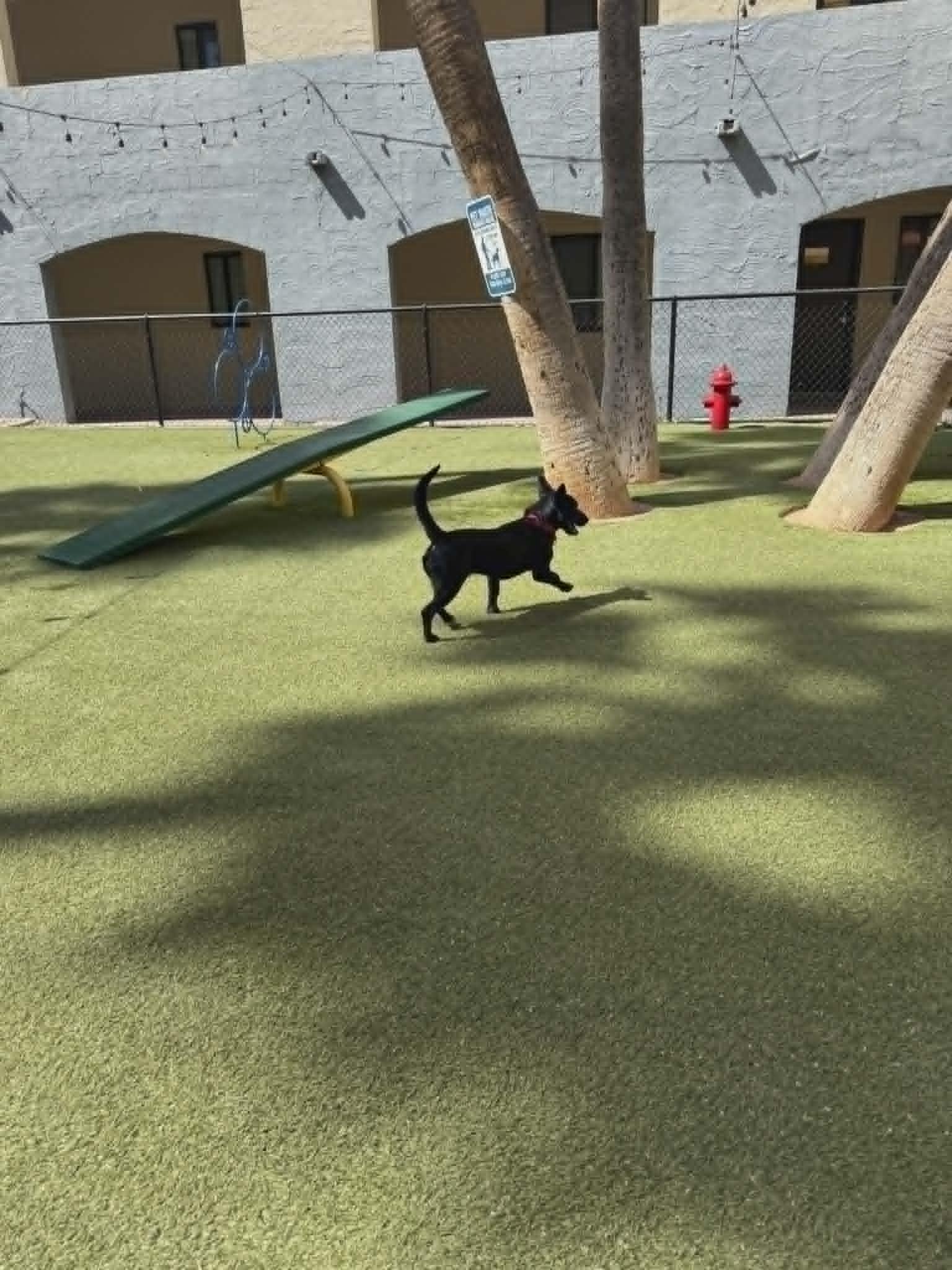 Enlarge Sade, an adopted mixed breed in Phoenix, AZ image 4/6