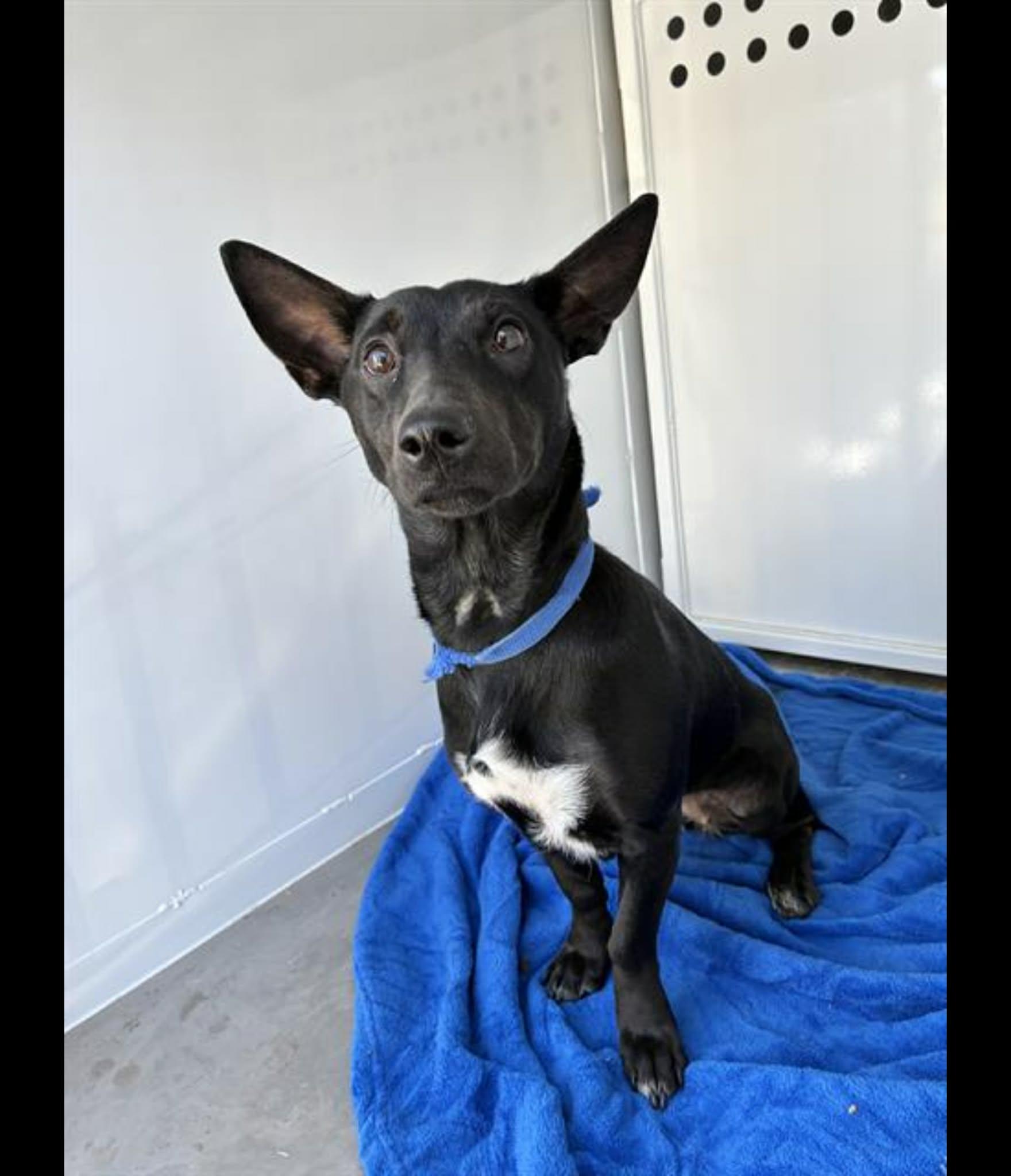 Enlarge Sade, a ADOPTABLE mixed breed in Phoenix, AZ image 1/2