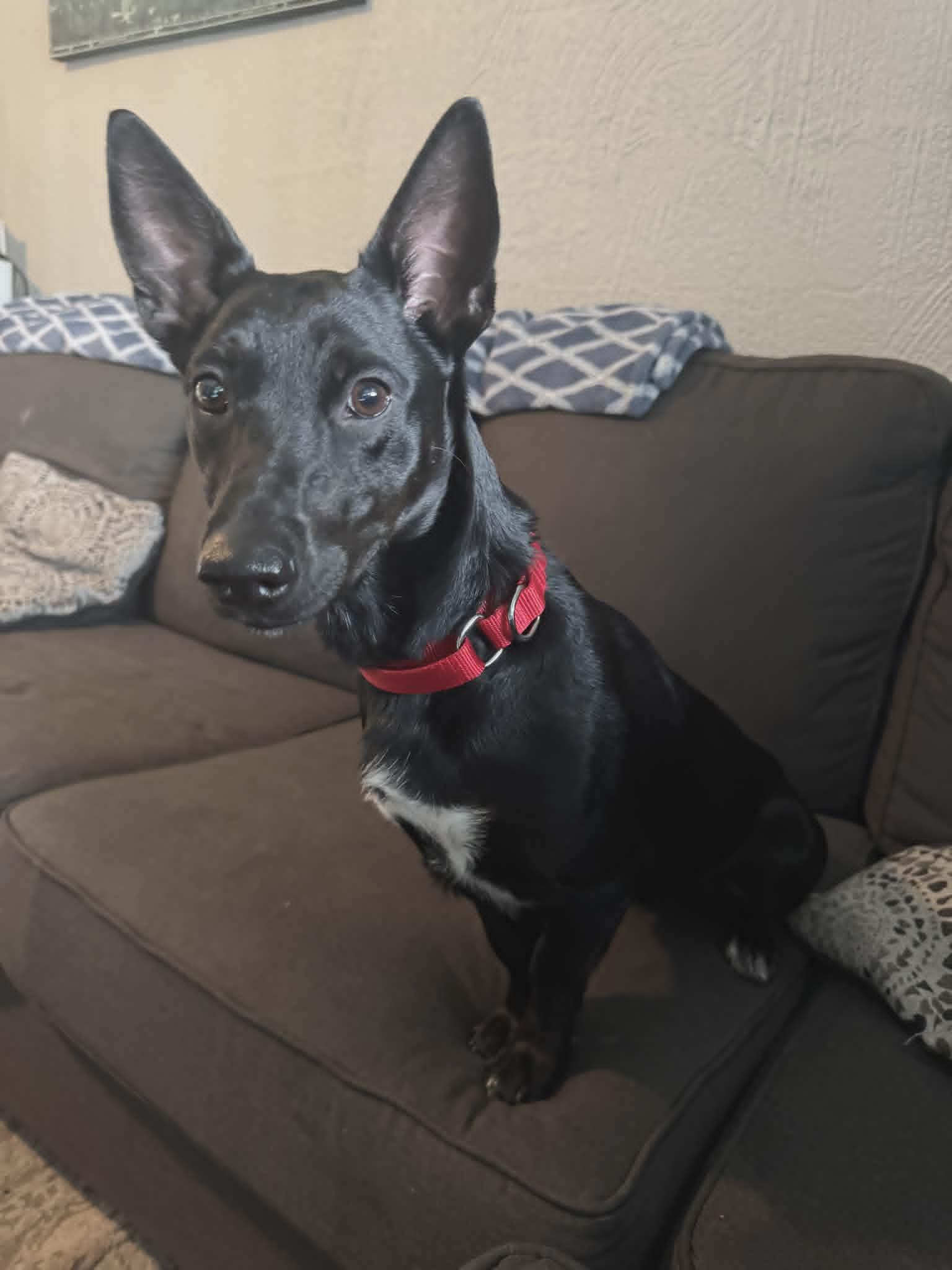 Sade, adopted, Young Female Australian Kelpie & Dachshund.