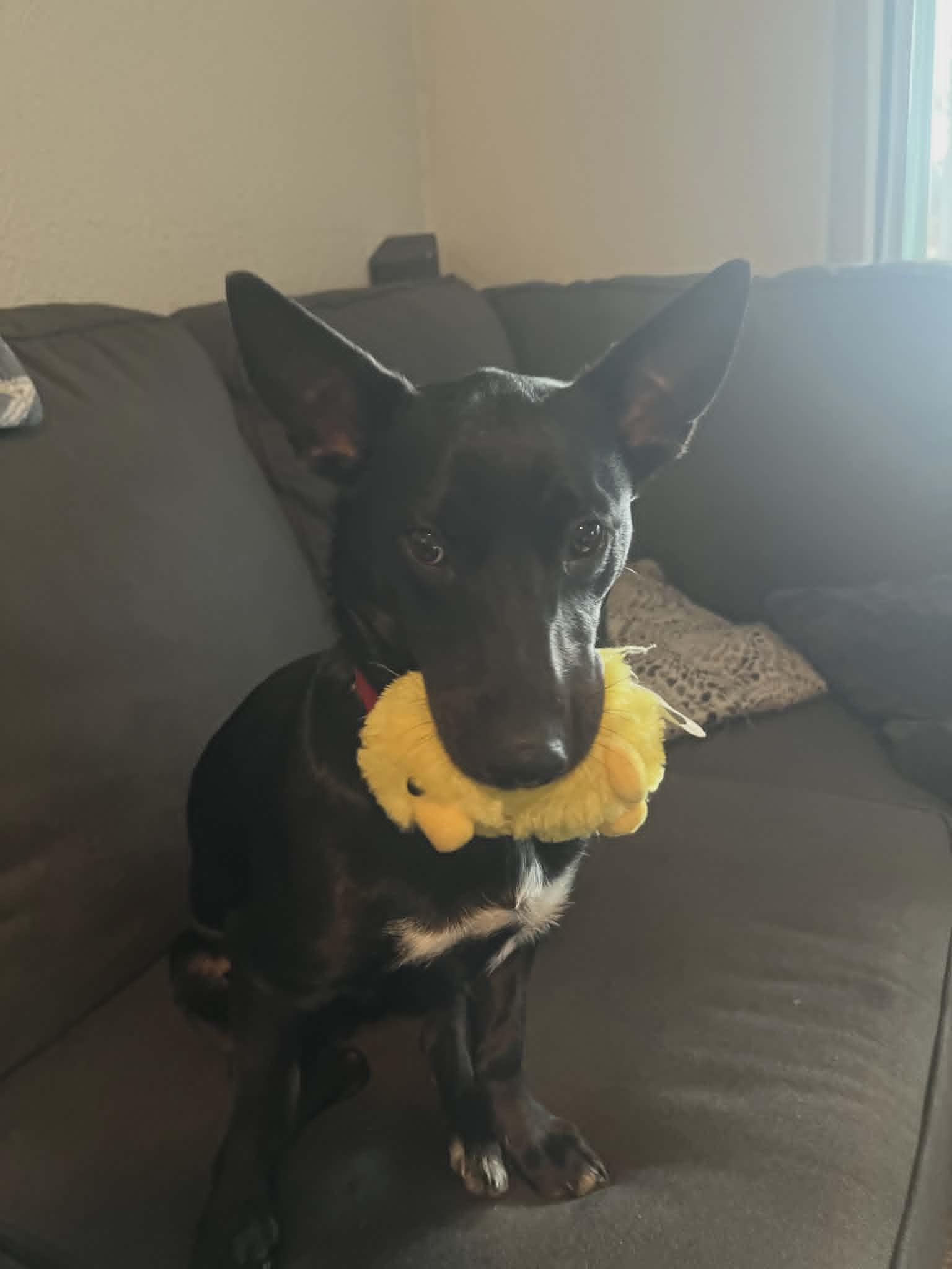 Enlarge Sade, an adopted mixed breed in Phoenix, AZ image 3/6