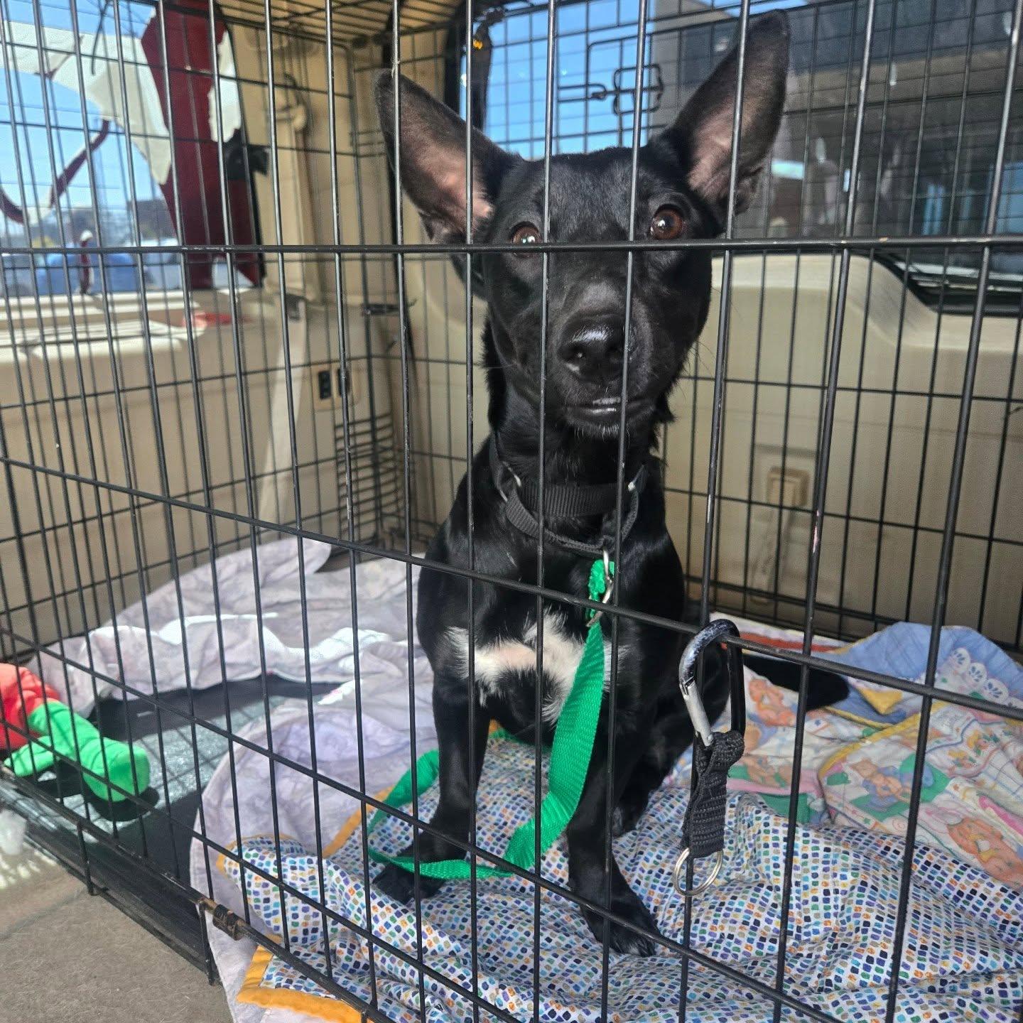 Enlarge Sade, a ADOPTABLE mixed breed in Phoenix, AZ image 2/2