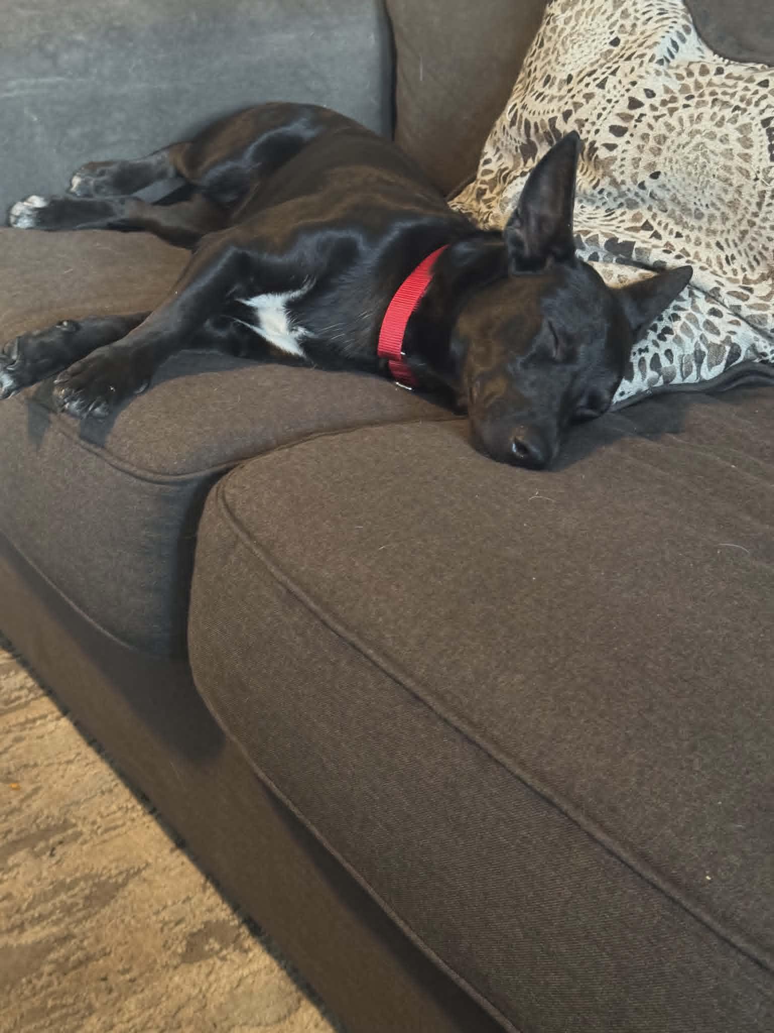 Enlarge Sade, an adopted mixed breed in Phoenix, AZ image 2/6