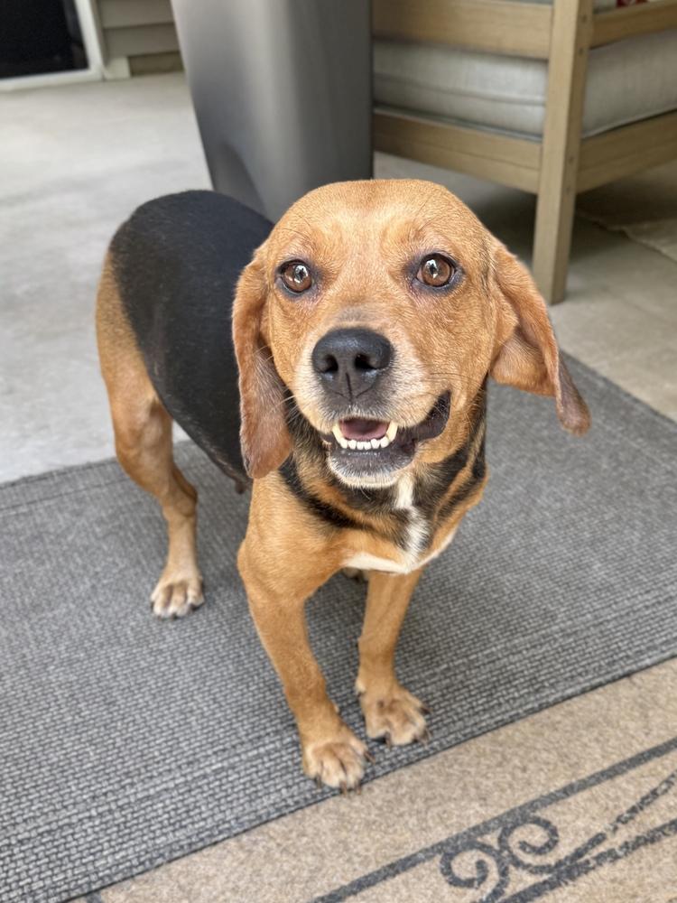 Wanda Sue, Adoptable, Adult Female Beagle.