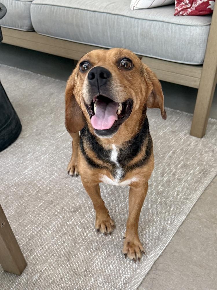 Enlarge Wanda Sue, a Adoptable mixed breed in Charleston, SC image 2/6