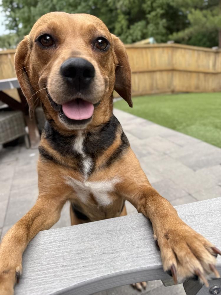 Enlarge Wanda Sue, a Adoptable mixed breed in Charleston, SC image 5/6