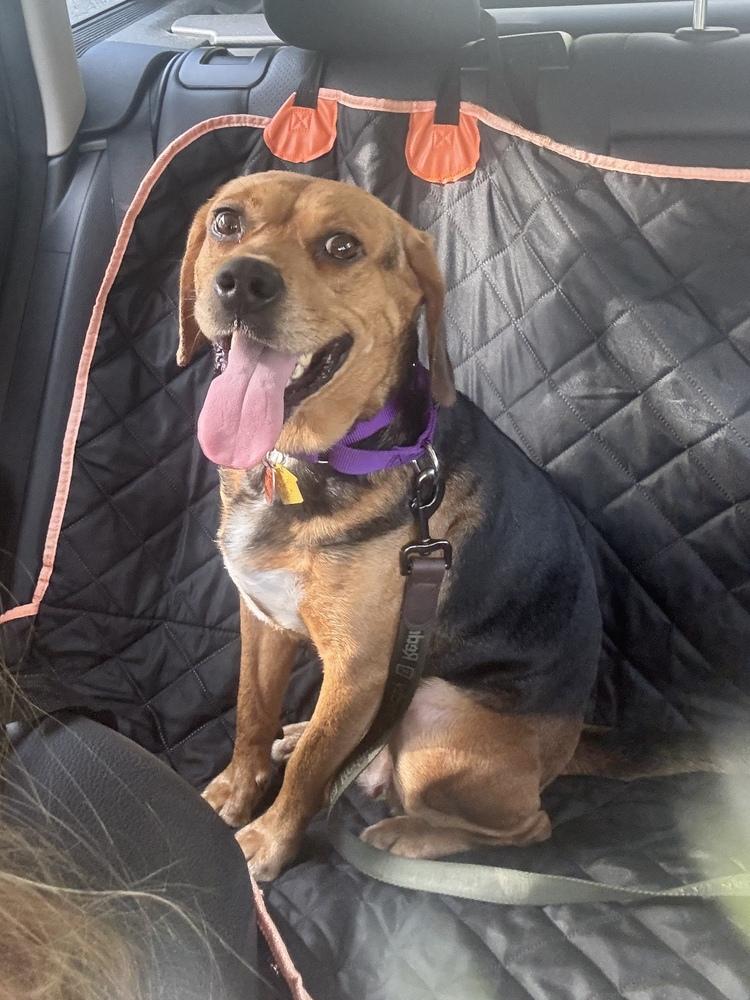 Enlarge Wanda Sue, a Adoptable mixed breed in Charleston, SC image 6/6