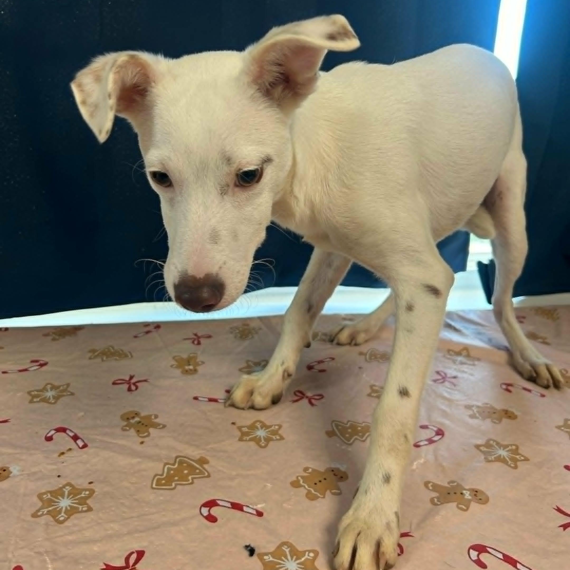 Ariel, a ADOPTABLE mixed breed in Baltimore, MD image 4/6