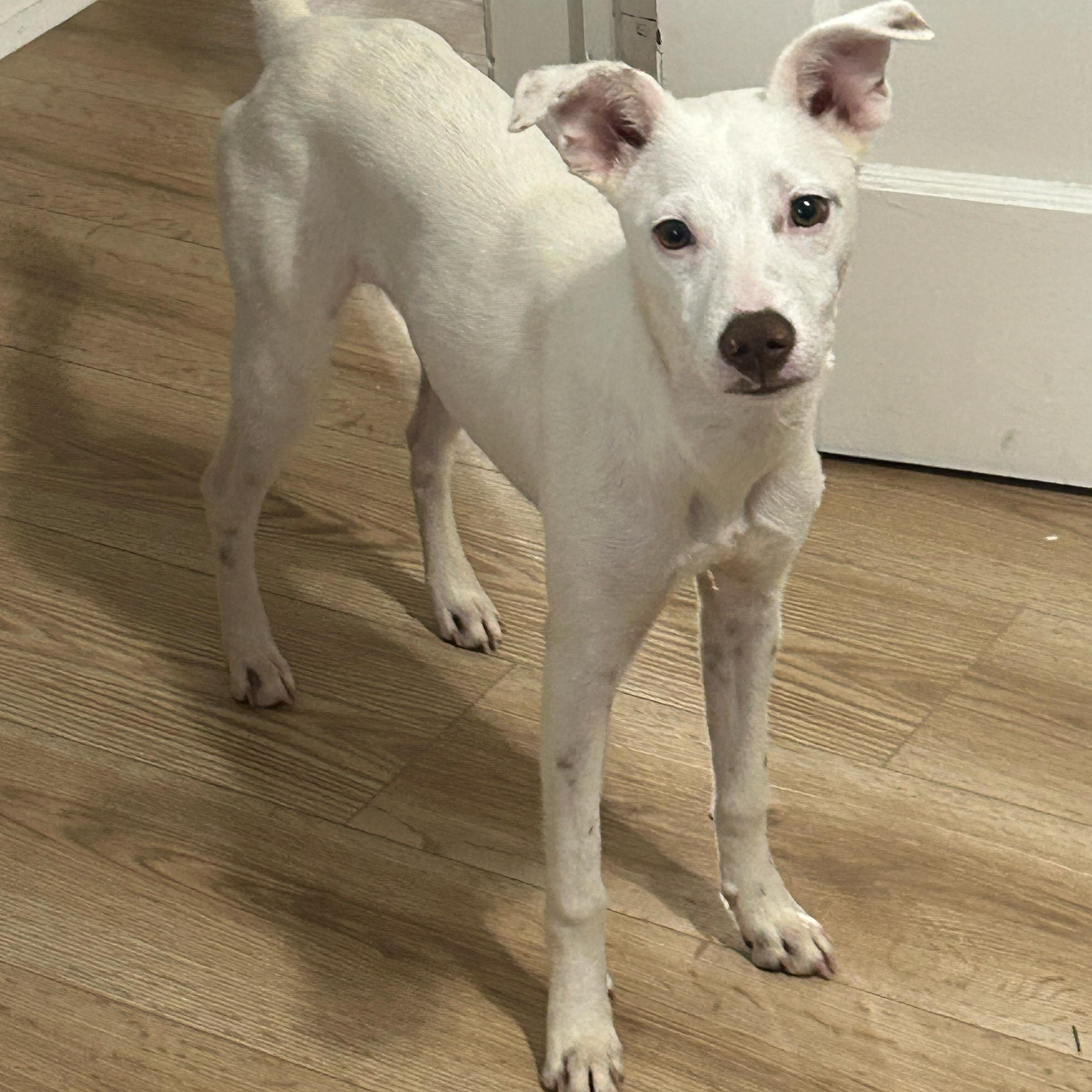 Ariel, a ADOPTABLE mixed breed in Baltimore, MD image 1/6