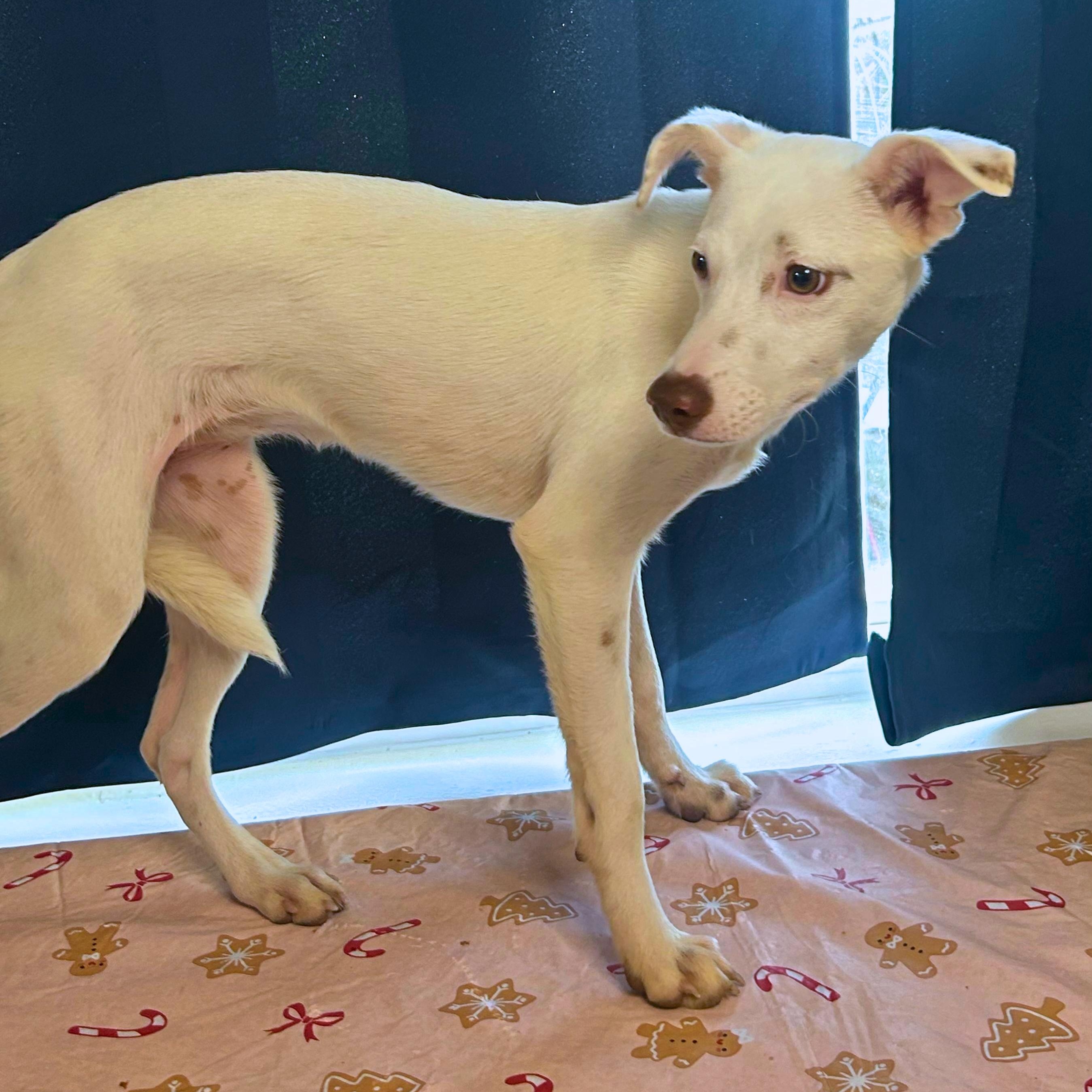 Ariel, a ADOPTABLE mixed breed in Baltimore, MD image 6/6