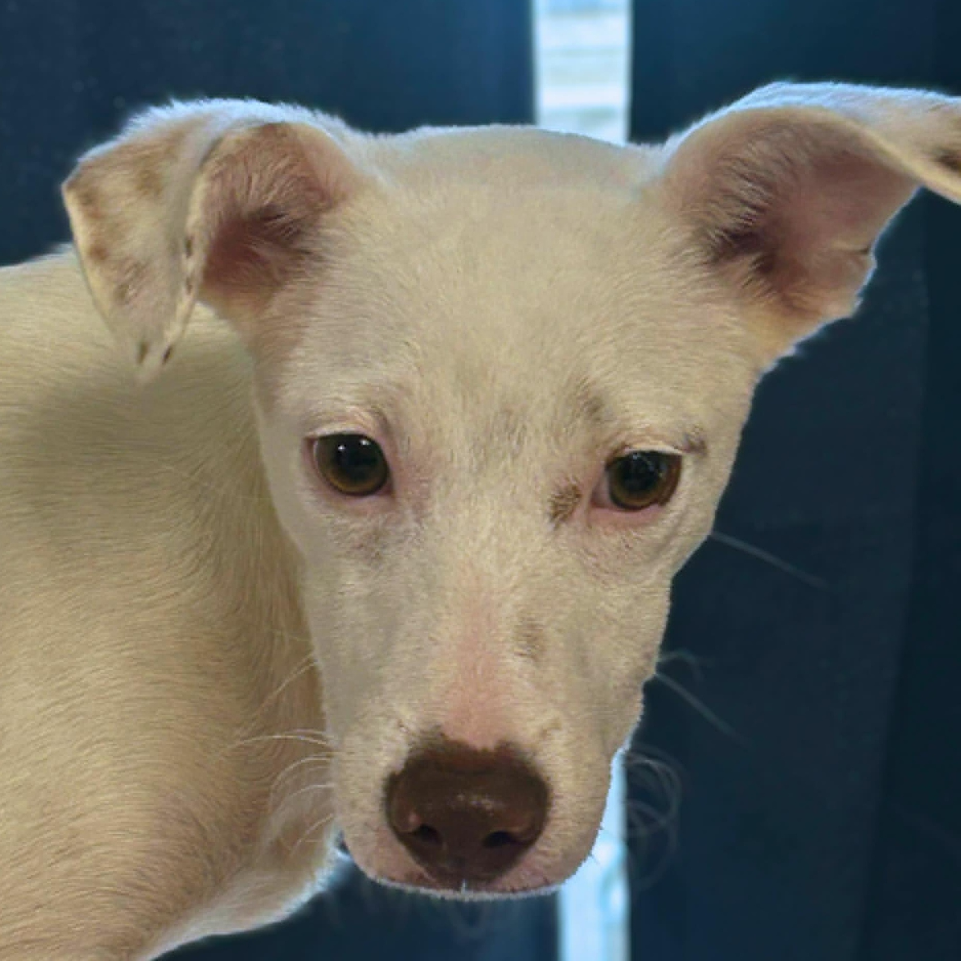 Ariel, a ADOPTABLE mixed breed in Baltimore, MD image 3/6