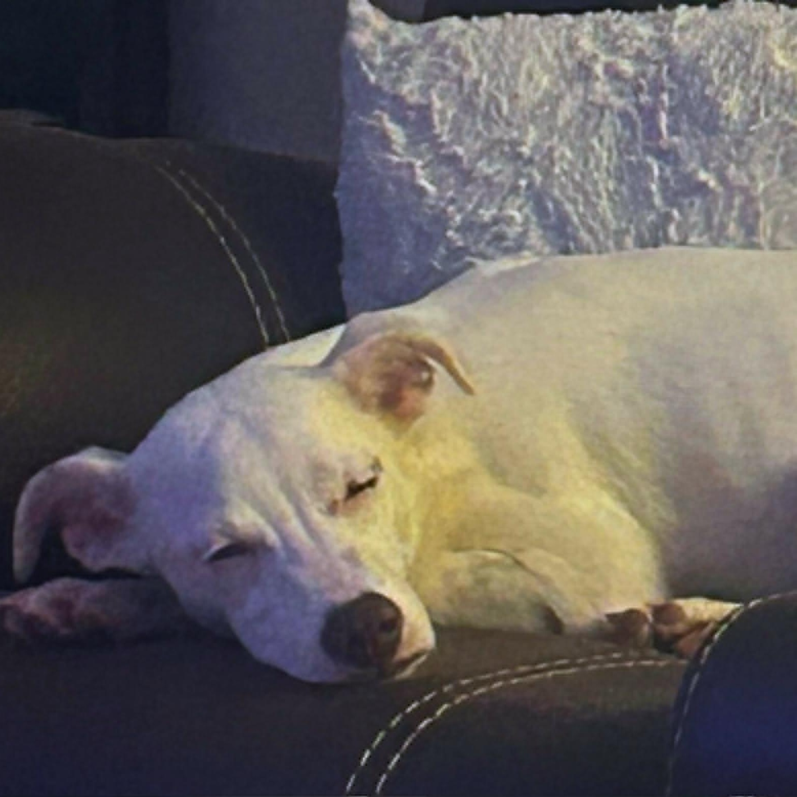 Ariel, a ADOPTABLE mixed breed in Baltimore, MD image 5/6