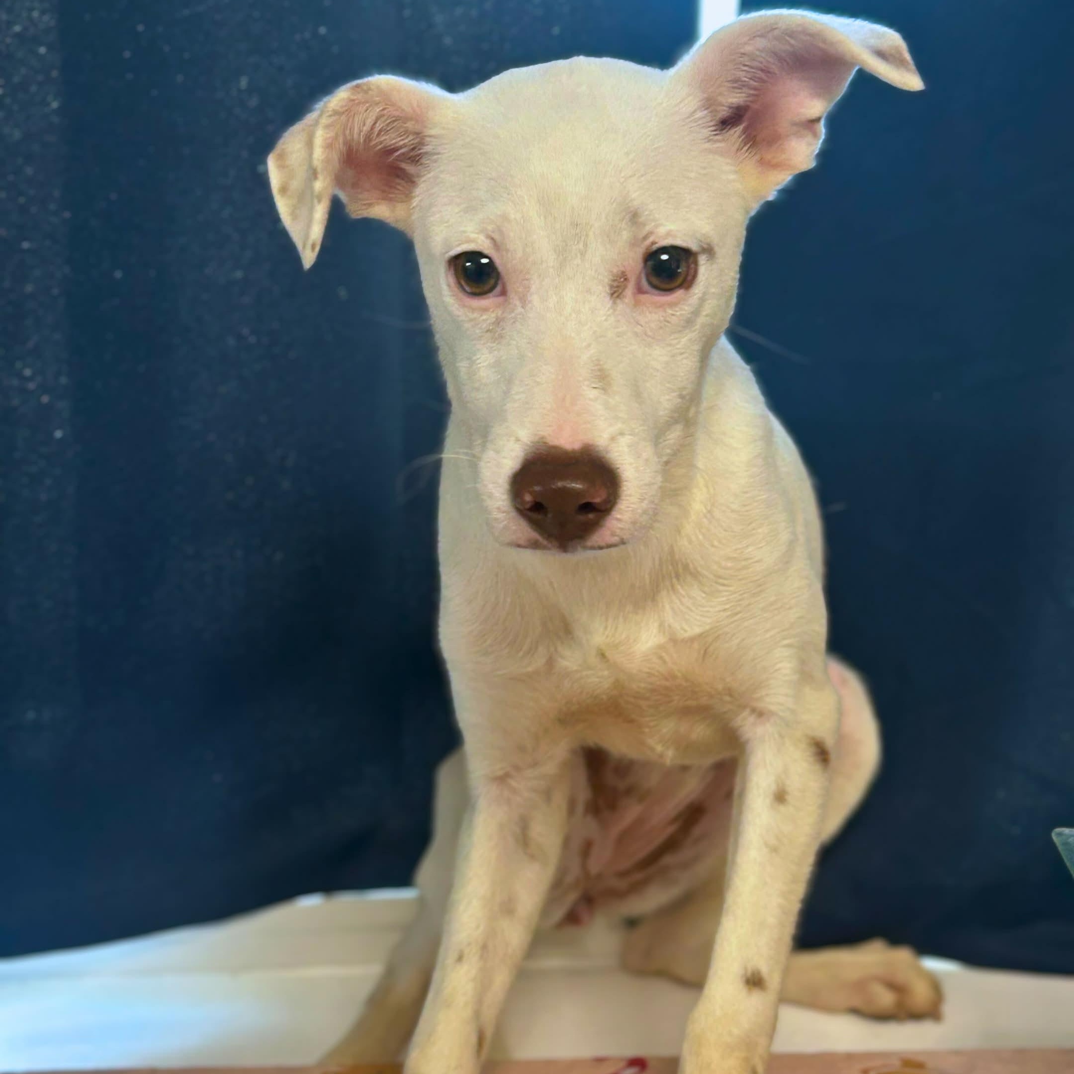 Ariel, a ADOPTABLE mixed breed in Baltimore, MD image 2/6