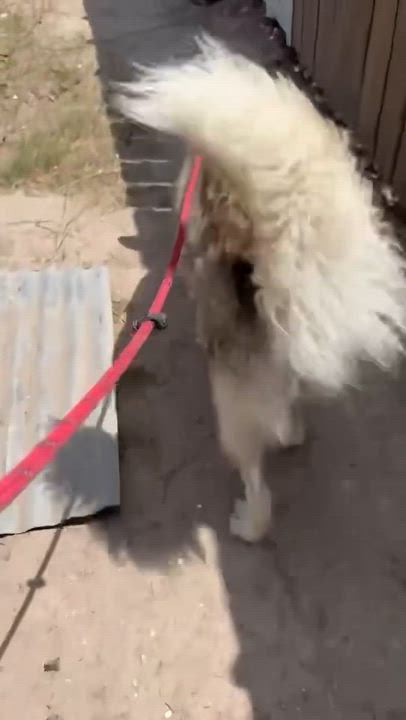 Enlarge Stormy, a ADOPTABLE Siberian Husky in Grove City, PA video 3/3
